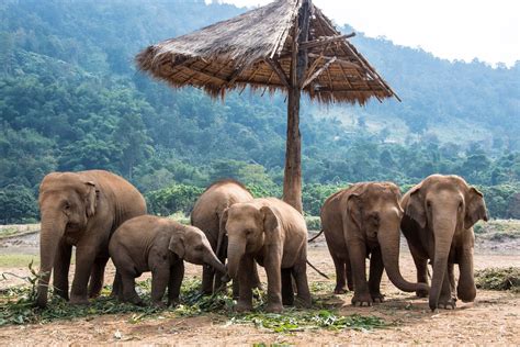 elephant village sanctuary chiang mai|Elephant Sanctuary Chiang Mai .